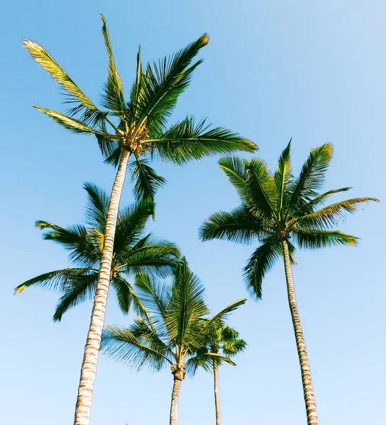 Hindistan cevizi palmiyesi beyaz gökyüzüne karşı.