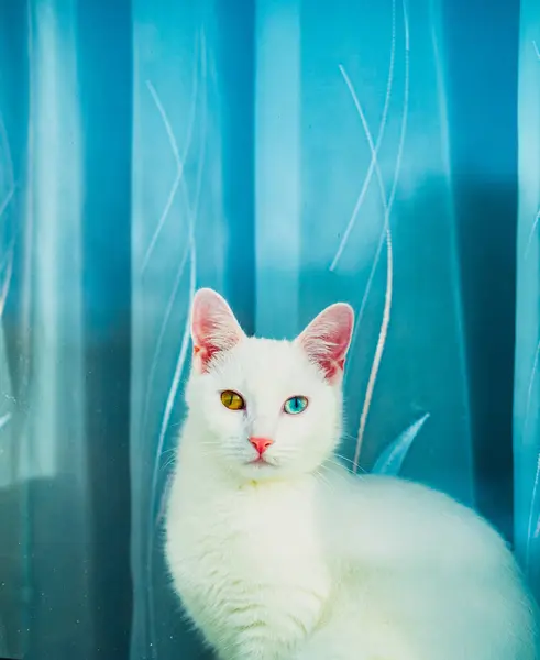 Sevimli bir kedinin portresi, hayvan.