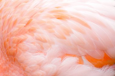 Pembe flamingo tüy arka plan