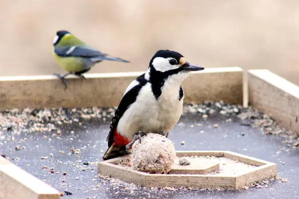Büyük Benekli Ağaçkakan 'ın (Dendrocopos major) dişisi, ilkbaharın erken saatlerinde kuş yemliğinin üzerinde oturuyor, yakın plan, portre. 