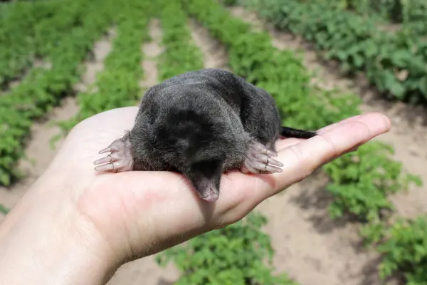 Bir insan elinin üzerinde Avrupa köstebeği (Talpa europaea), yakın plan 