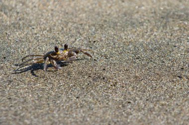 Deniz kenarındaki yengeç, kumsala yakın..
