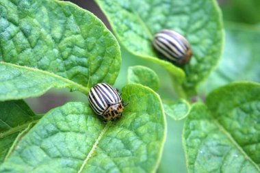 Patates yapraklı Colorado böceği.