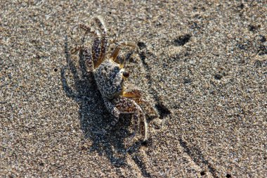 Deniz kenarındaki yengeç, kumsala yakın..