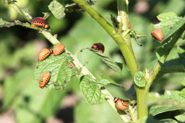Kolorado böcek larvaları patates yaprağının üzerinde. Yaklaş.