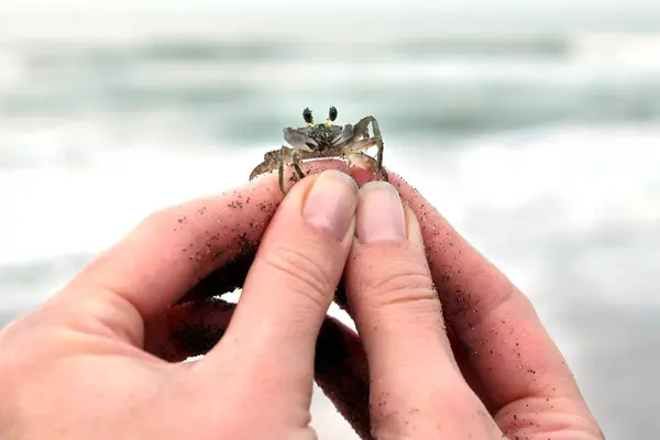 Bebek yengeci tutan kadın eller, arka planda okyanus, yakın çekim..