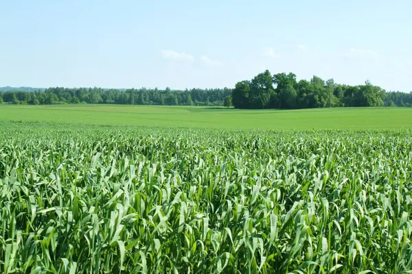Bir tarım alanının manzarası, büyüyen yeşil mahsul.