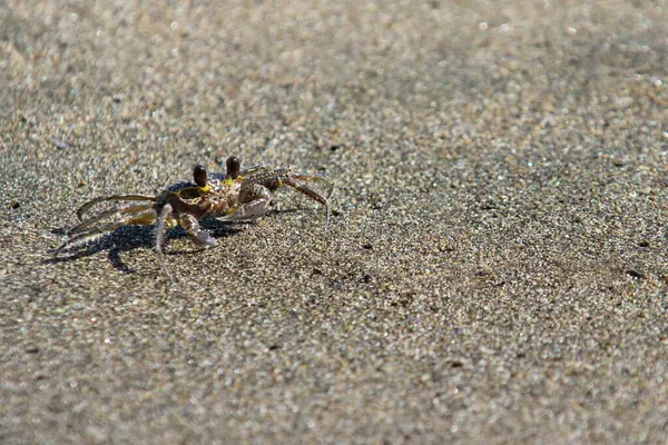 Deniz kenarındaki yengeç, kumsala yakın..