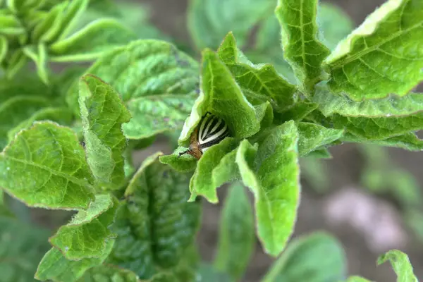 Patates yapraklı Colorado böceği.
