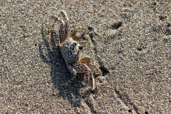 Deniz kenarındaki yengeç, kumsala yakın..