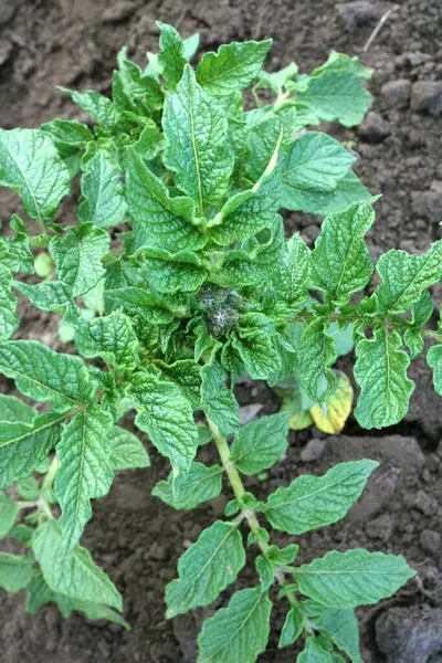 Patates yapraklı Colorado böceği.