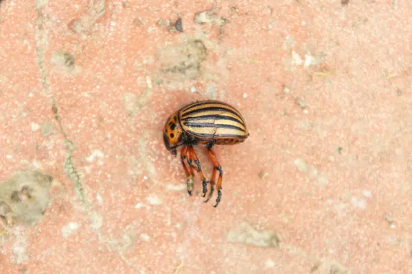 Patates yapraklı Colorado böceği.