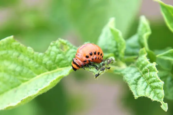 Kolorado böcek larvaları patates yaprağının üzerinde. Yaklaş.