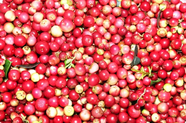 Olgunlaşan yaban mersini arka planı sığ alan derinliğinde kapanıyor