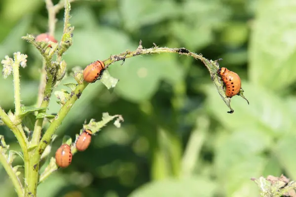 Kolorado böcek larvaları patates yaprağının üzerinde. Yaklaş.