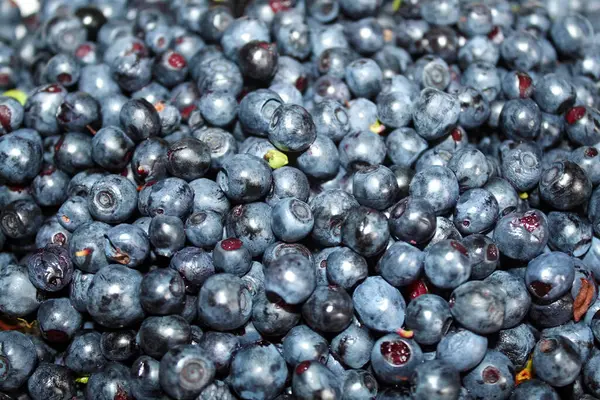 Olgunlaşmamış taze yabanmersini arkaplan dokusu.