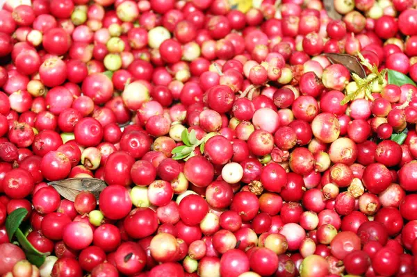 Olgunlaşan yaban mersini arka planı sığ alan derinliğinde kapanıyor