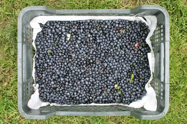 Çok olgun orman yaban mersinleri toplanmış sandıkta, en üstte.