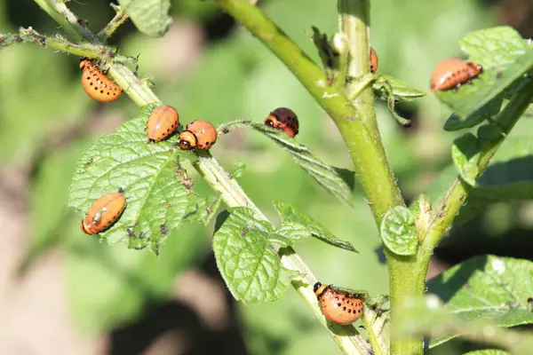 Kolorado böcek larvaları patates yaprağının üzerinde. Yaklaş.