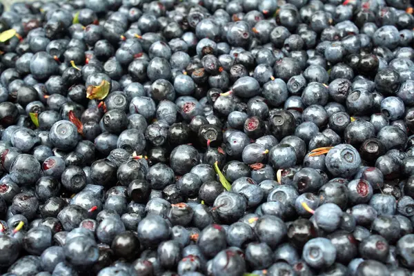 Olgunlaşmamış taze orman yabanmersini arkaplan dokusu.