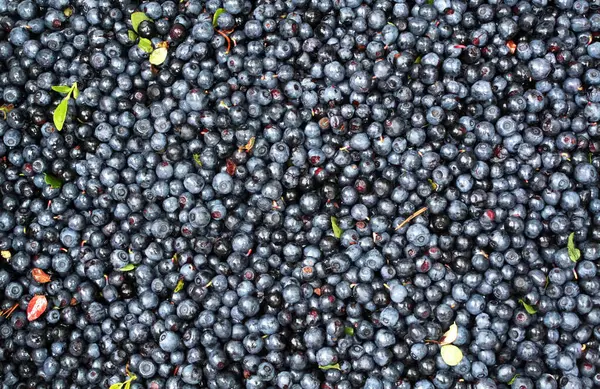 Olgunlaşmamış taze orman yabanmersini arkaplan dokusu.