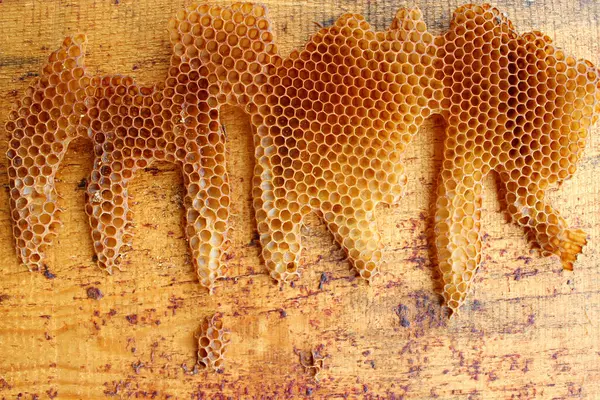 Doğal yabani arılar Tahta üzerinde bal tarakları