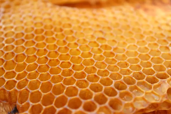 Bal tarakları bal arısı yakın, seçici odaklanma