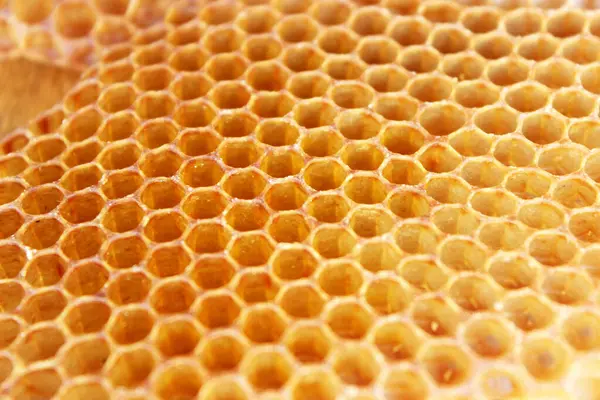 Bal tarakları bal arısı yakın, seçici odaklanma