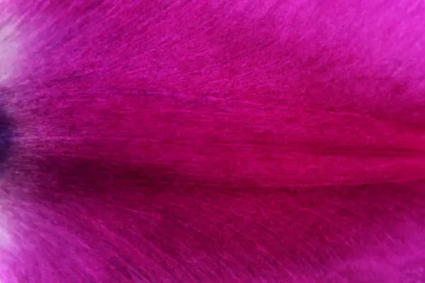 Kaburgalı ve damarlı yaprak arka planda açık renk, lale yaprağı.