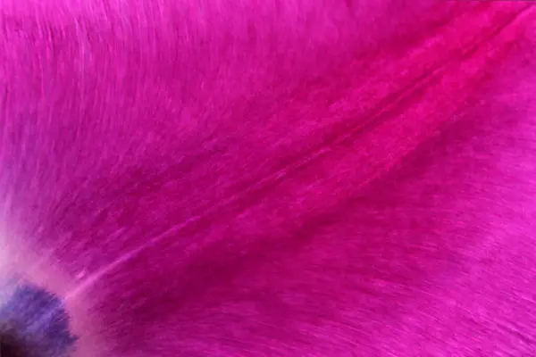 Kaburgalı ve damarlı yaprak arka planda açık renk, lale yaprağı.