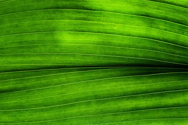 Kaburgalı ve damarlı yaprak arka planda açık arkaplan dokusu parlak renk 