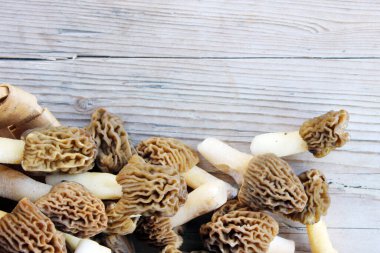Pile of Early Morels veya Prunkled Thimble Morels (Verpa bohemica). Doğal güneş ışığı kompozisyonlarında sepetin içinde erken bahar mantarları.