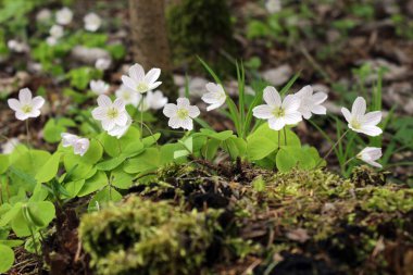 Çiçekli ağaç özrü, yonca, yeşillik, doğal koşullar.
