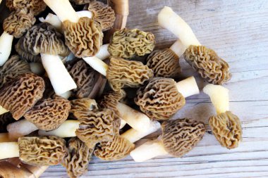  Early Morels ya da Buruşuk Yüksük Morels (Verpa bohemica). Doğal güneş ışığı bileşimlerinde erken bahar mantarları.