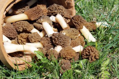  Pile of Early Morels veya Prunkled Thimble Morels (Verpa bohemica). Doğal güneş ışığı kompozisyonlarında sepetin içinde erken bahar mantarları.