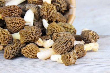 Pile of Early Morels veya Prunkled Thimble Morels (Verpa bohemica). Doğal güneş ışığı kompozisyonlarında sepetin içinde erken bahar mantarları.