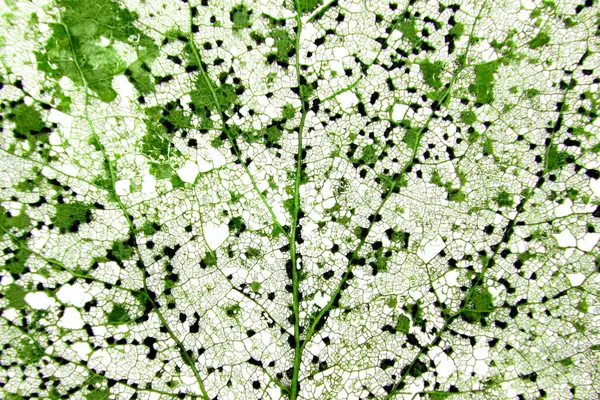 Çürümüş eski bir iskelet yaprağının arka plan dokusu kıştan sonra bırakılan kaburga ve damarları mantarla kaplıdır.