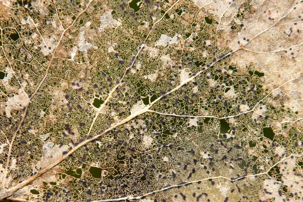 Çürümüş eski bir iskelet yaprağının arka plan dokusu kıştan sonra bırakılan kaburga ve damarları mantarla kaplıdır.