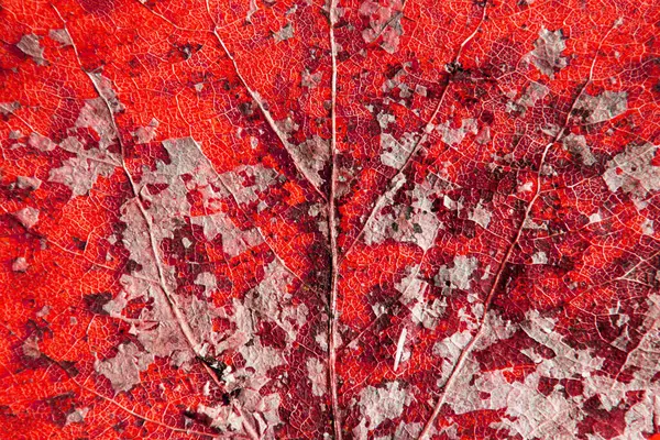 Çürümüş eski bir iskelet yaprağının arka plan dokusu kıştan sonra bırakılan kaburga ve damarları mantarla kaplıdır.