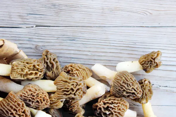 Pile of Early Morels veya Prunkled Thimble Morels (Verpa bohemica). Doğal güneş ışığı kompozisyonlarında sepetin içinde erken bahar mantarları.