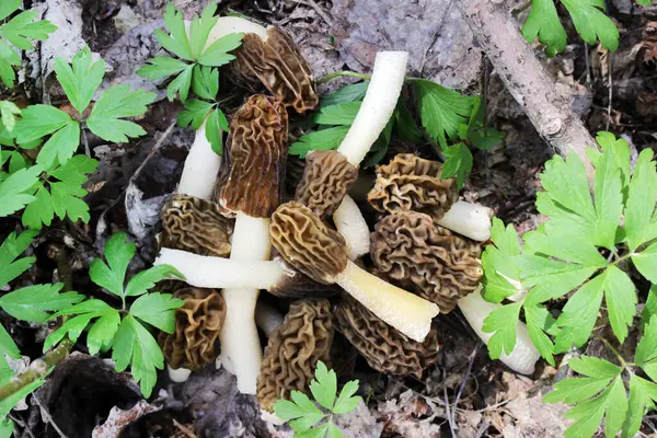  Pile of Early Morels veya Prunkled Thimble Morels (Verpa bohemica). Doğal güneş ışığı kompozisyonlarında sepetin içinde erken bahar mantarları.