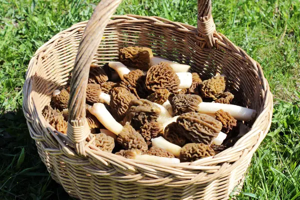  Pile of Early Morels veya Prunkled Thimble Morels (Verpa bohemica). Doğal güneş ışığı kompozisyonlarında sepetin içinde erken bahar mantarları.