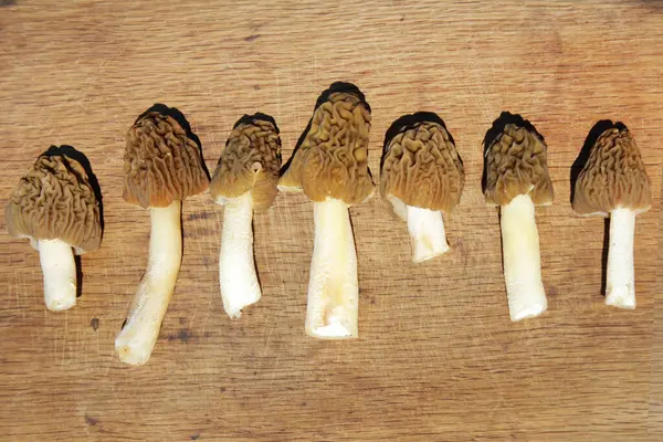  Pile of Early Morels veya Prunkled Thimble Morels (Verpa bohemica). Doğal güneş ışığı kompozisyonlarında sepetin içinde erken bahar mantarları.