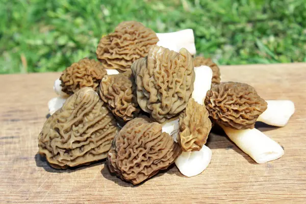  Pile of Early Morels veya Prunkled Thimble Morels (Verpa bohemica). Doğal güneş ışığı kompozisyonlarında sepetin içinde erken bahar mantarları.