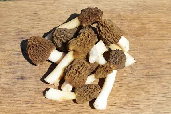  Pile of Early Morels veya Prunkled Thimble Morels (Verpa bohemica). Doğal güneş ışığı kompozisyonlarında sepetin içinde erken bahar mantarları.