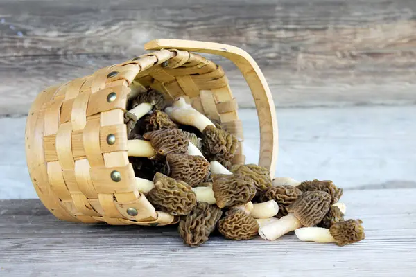  Pile of Early Morels veya Prunkled Thimble Morels (Verpa bohemica). Doğal güneş ışığı kompozisyonlarında sepetin içinde erken bahar mantarları.