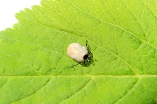 İki tıkanmış kene taze yeşil bir yaprağın üzerinde sürünüyor. Yakın çekim, güneşli doğal koşullar, seçici odaklanma.