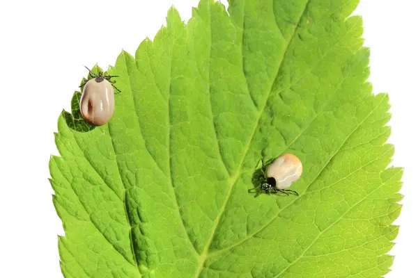 İki tıkanmış kene taze yeşil bir yaprağın üzerinde sürünüyor. Yakın çekim, güneşli doğal koşullar, seçici odaklanma.