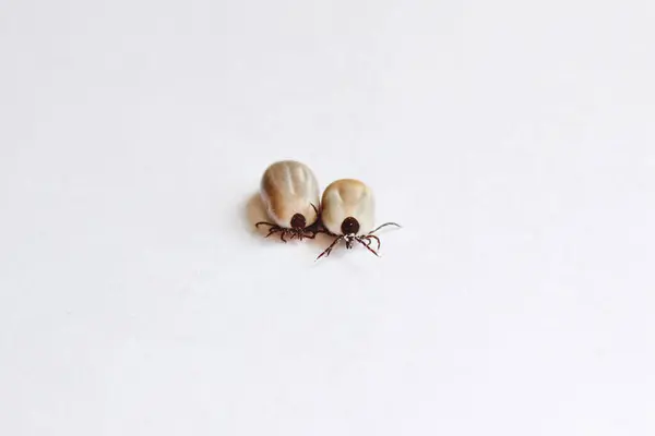 Engorged black legged deer ticks on a white background isolated.