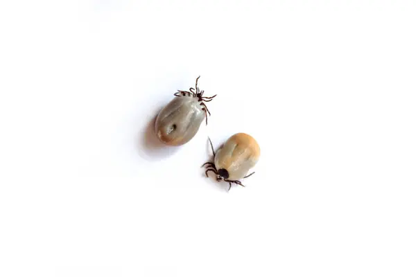 Engorged black legged deer ticks on a white background isolated.